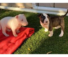 8 x Bull terrier puppies for sale (Pure Bred)