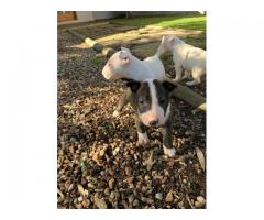 8 x Bull terrier puppies for sale (Pure Bred)