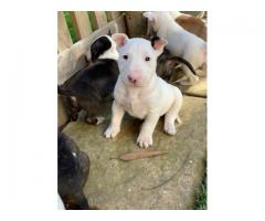 8 x Bull terrier puppies for sale (Pure Bred)
