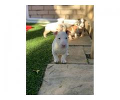 8 x Bull terrier puppies for sale (Pure Bred)