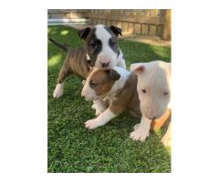 8 x Bull terrier puppies for sale (Pure Bred)