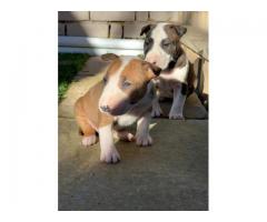 8 x Bull terrier puppies for sale (Pure Bred)