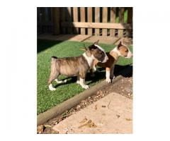 8 x Bull terrier puppies for sale (Pure Bred)