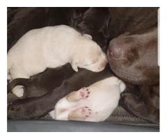 KUSA registered labrador retriever puppies for sale.
