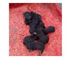 Rottweiler puppies for sale in Pretoria - Tshwane