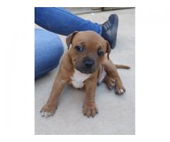 Staffie Puppies for sale x 4