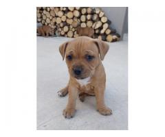Staffie Puppies for sale x 4
