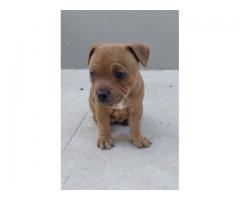 Staffie Puppies for sale x 4