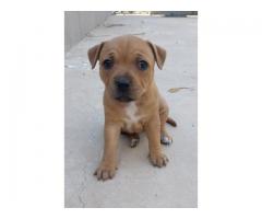 Staffie Puppies for sale x 4