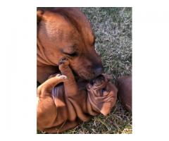 Staffie Puppies for sale x 4