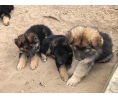 Long haired german shepherd puppies for sale