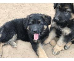 Long haired german shepherd puppies for sale