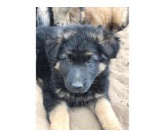 Long haired german shepherd puppies for sale