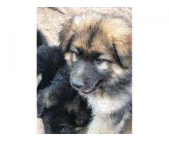 Long haired german shepherd puppies for sale