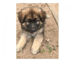 Long haired german shepherd puppies for sale