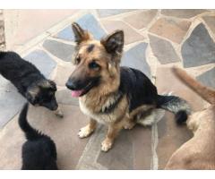 Long haired german shepherd puppies for sale