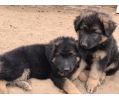 Long haired german shepherd puppies for sale