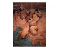 Alsation cross Boerboel puppies for sale