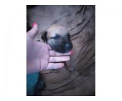 Alsation cross Boerboel puppies for sale