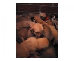 Alsation cross Boerboel puppies for sale