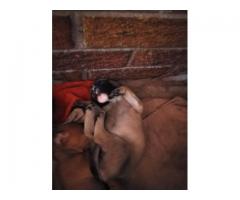 Alsation cross Boerboel puppies for sale