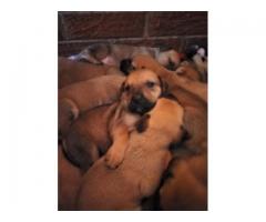 Alsation cross Boerboel puppies for sale