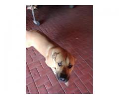 Alsation cross Boerboel puppies for sale