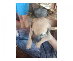 Alsation cross Boerboel puppies for sale