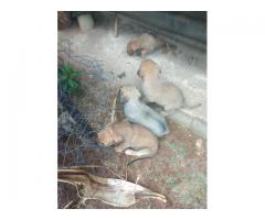 Alsation cross Boerboel puppies for sale