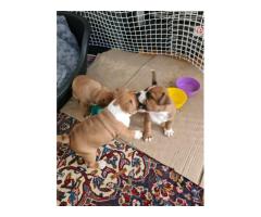 Staffy puppies for sale (Staffordshire Bull Terrier) - SORRY SOLD