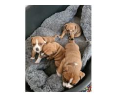 Staffy puppies for sale (Staffordshire Bull Terrier) - SORRY SOLD