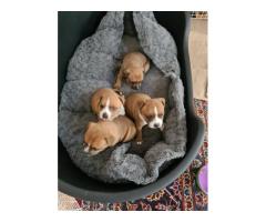 Staffy puppies for sale (Staffordshire Bull Terrier) - SORRY SOLD