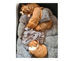 Staffy puppies for sale (Staffordshire Bull Terrier) - SORRY SOLD