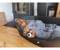 Staffy puppies for sale (Staffordshire Bull Terrier) - SORRY SOLD