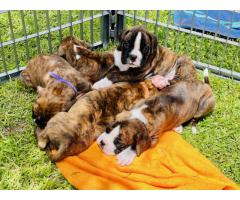 KUSA Registered Boxer Puppies for sale