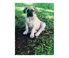 Purebred Boerboel puppies for sale (parents SABBS registered)