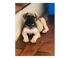 Purebred Boerboel puppies for sale (parents SABBS registered)