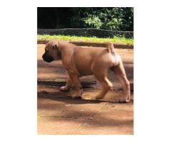 Purebred Boerboel puppies for sale (parents SABBS registered)