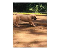 Purebred Boerboel puppies for sale (parents SABBS registered)