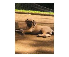 Purebred Boerboel puppies for sale (parents SABBS registered)