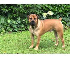 Purebred Boerboel puppies for sale (parents SABBS registered)