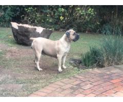 Purebred Boerboel puppies for sale (parents SABBS registered)