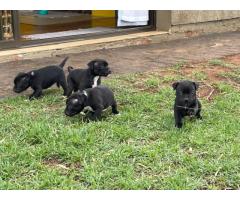 Black Purebred Staffordshire Bull puppies for sale (STAFFIES)