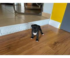Black Purebred Staffordshire Bull puppies for sale (STAFFIES)