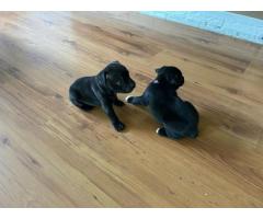 Black Purebred Staffordshire Bull puppies for sale (STAFFIES)