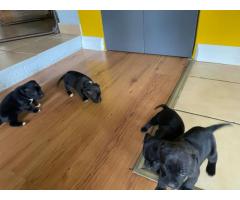 Black Purebred Staffordshire Bull puppies for sale (STAFFIES)