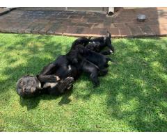 Black Purebred Staffordshire Bull puppies for sale (STAFFIES)