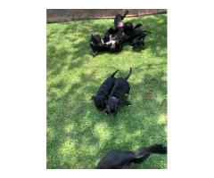 Black Purebred Staffordshire Bull puppies for sale (STAFFIES)