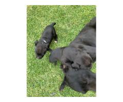 Black Purebred Staffordshire Bull puppies for sale (STAFFIES)