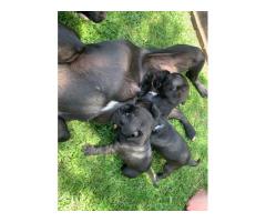 Black Purebred Staffordshire Bull puppies for sale (STAFFIES)